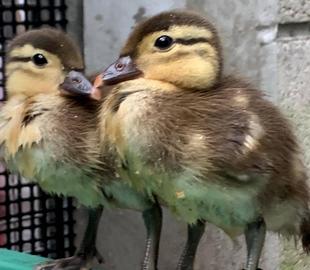 今年もオシドリ誕生⑧