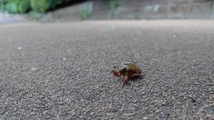 ミンミンゼミの変身