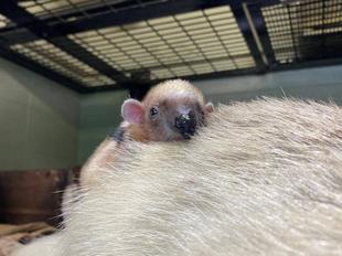 アリクイ親子の日常②　室内おさんぽ編　