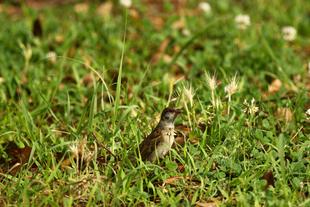 野毛山動物園で見られる生き物①