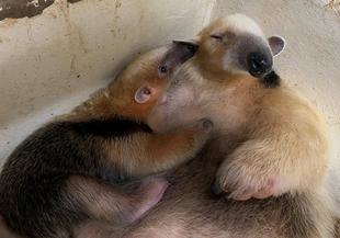 アリクイ親子の日常①　のんびり編