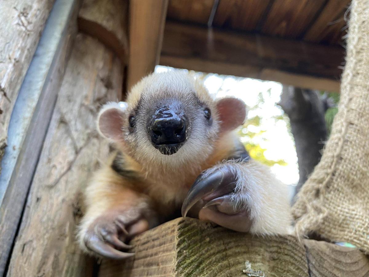 コアリクイ親子の日常③ 屋外おさんぽ編|動物トピックス｜ブログ|野毛
