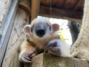 コアリクイ親子の日常③　屋外おさんぽ編