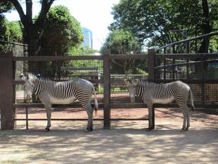 【しましま便り】リアンにとって初めての夏！