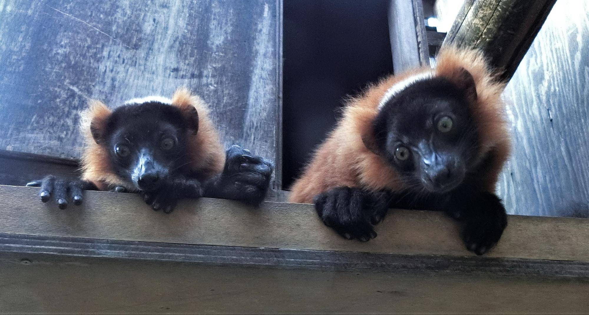 すくすくアカエリマキキツネザル ~名前決まりました~の写真
