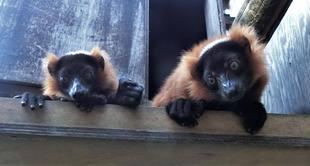 すくすくアカエリマキキツネザル ～名前決まりました～