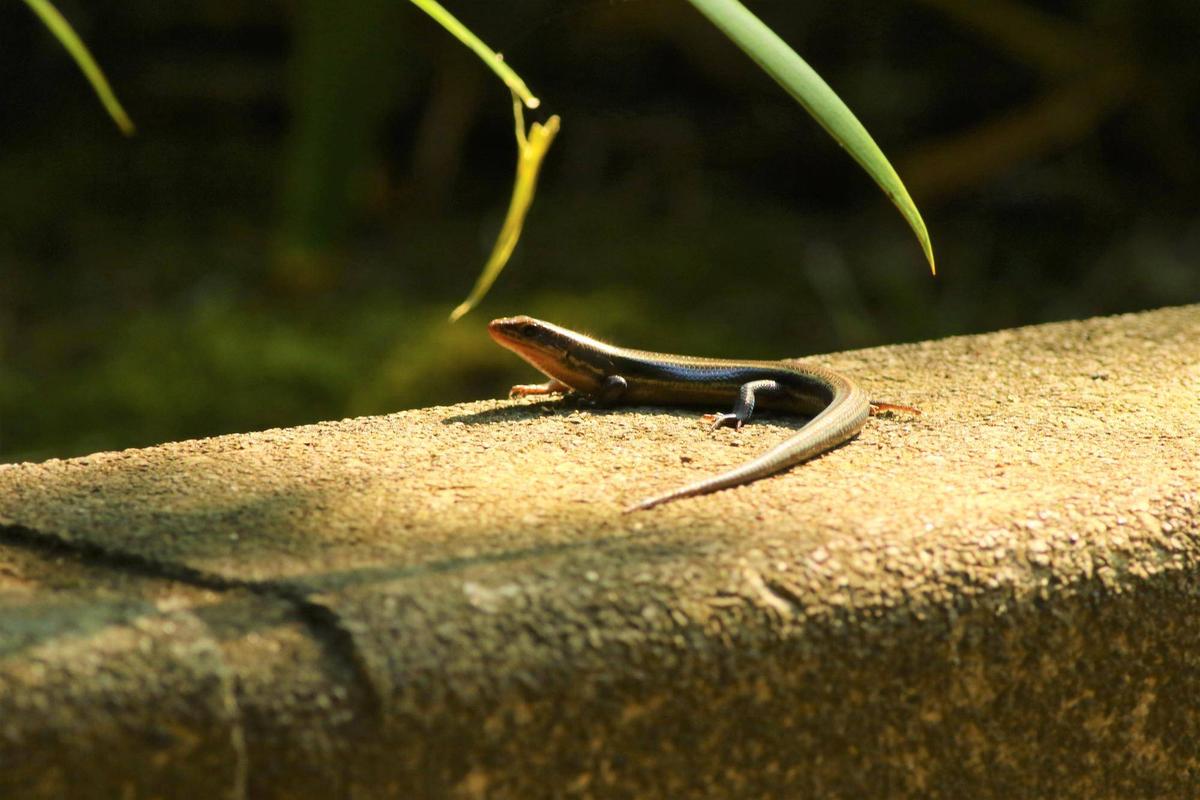 野毛山動物園で見られる生き物②|動物トピックス｜ブログ|野毛山動物園