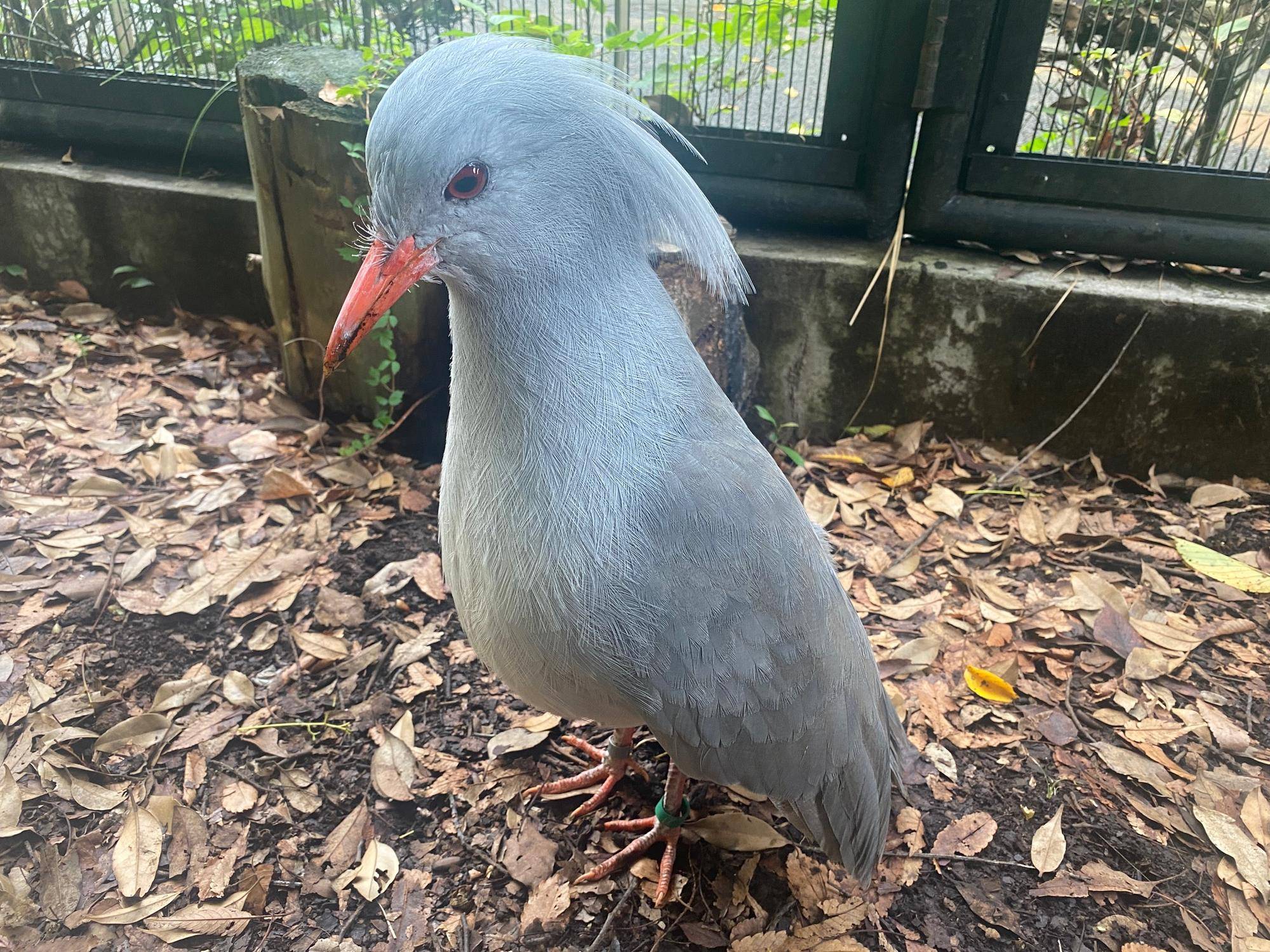カグープロフィール ~ミドリン~の写真