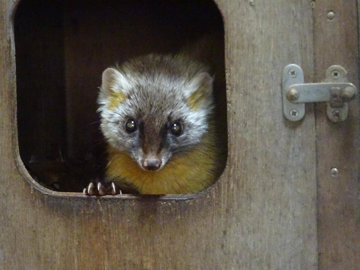 どなたですか|動物トピックス｜ブログ|野毛山動物園公式サイト｜公益