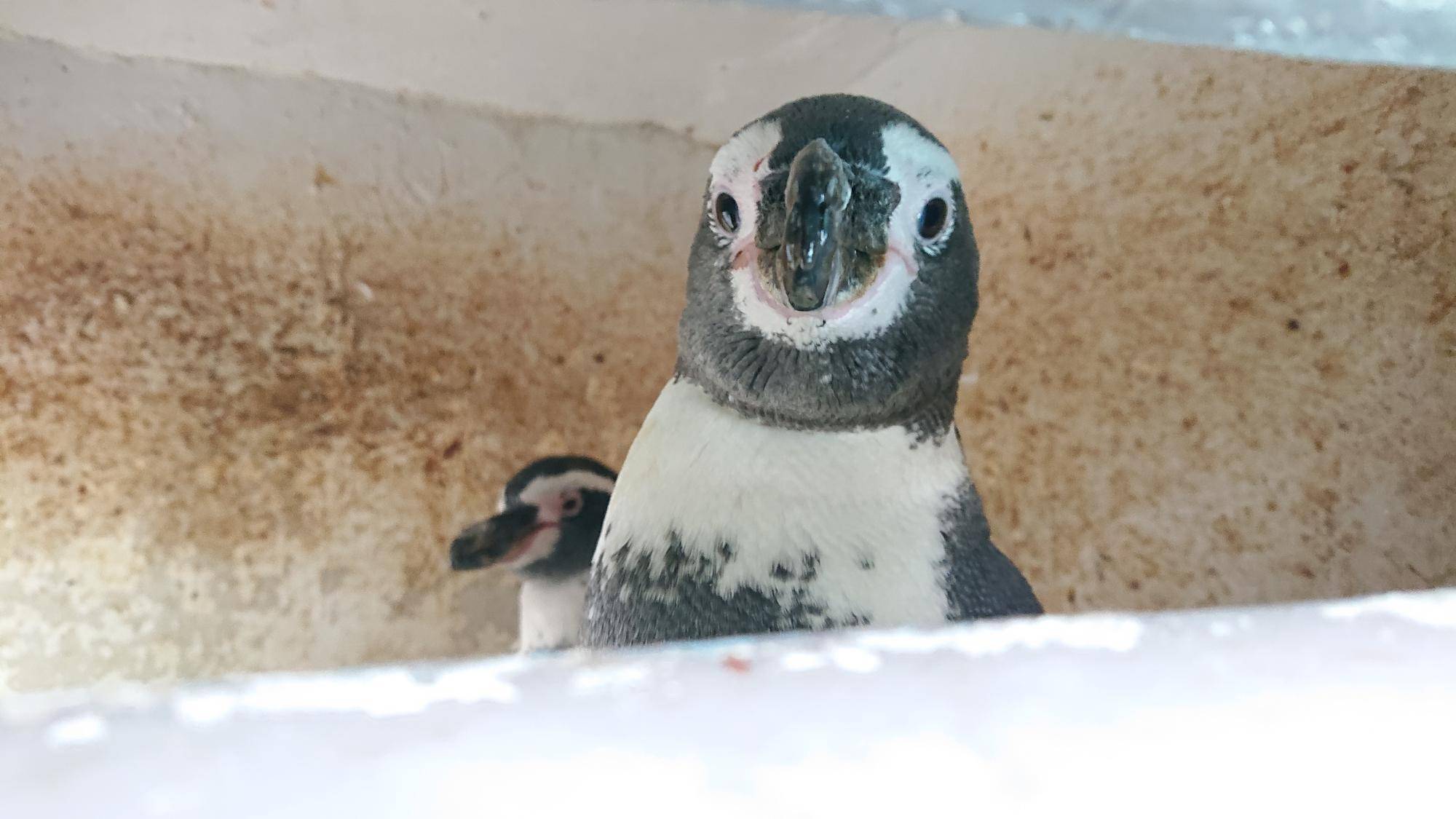ペンギン紹介 ~ミナト・ユイ編~の写真