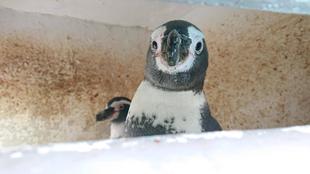 ペンギン紹介　～ミナト・ユイ編～