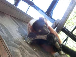 すくすくアカエリマキキツネザル ～母頑張る～