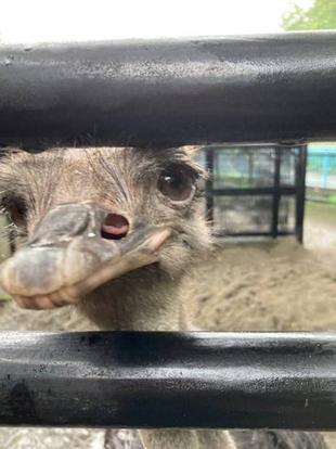 体内の卵を「見て」産卵予測！？