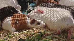 モルモットお名前紹介シリーズ⑫