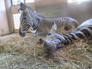 【しましま便り】寝るのが大好きな親子