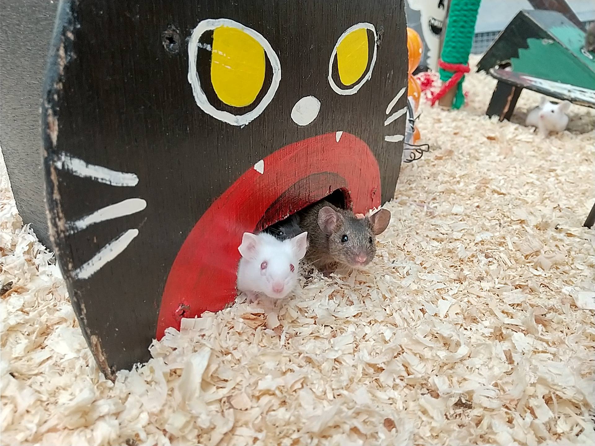 ハッピーハロウィンの写真