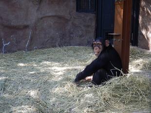 チンパンジーのより豊かな暮らしを目指して　～放飼場に乾草を敷きました～