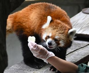 9月16日は国際レッサーパンダデーでした