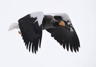 わたりどりの日②