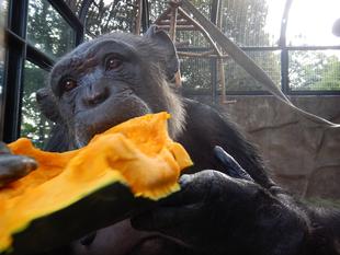 今年もハロウィンイベントで、カボチャをプレゼントしました！