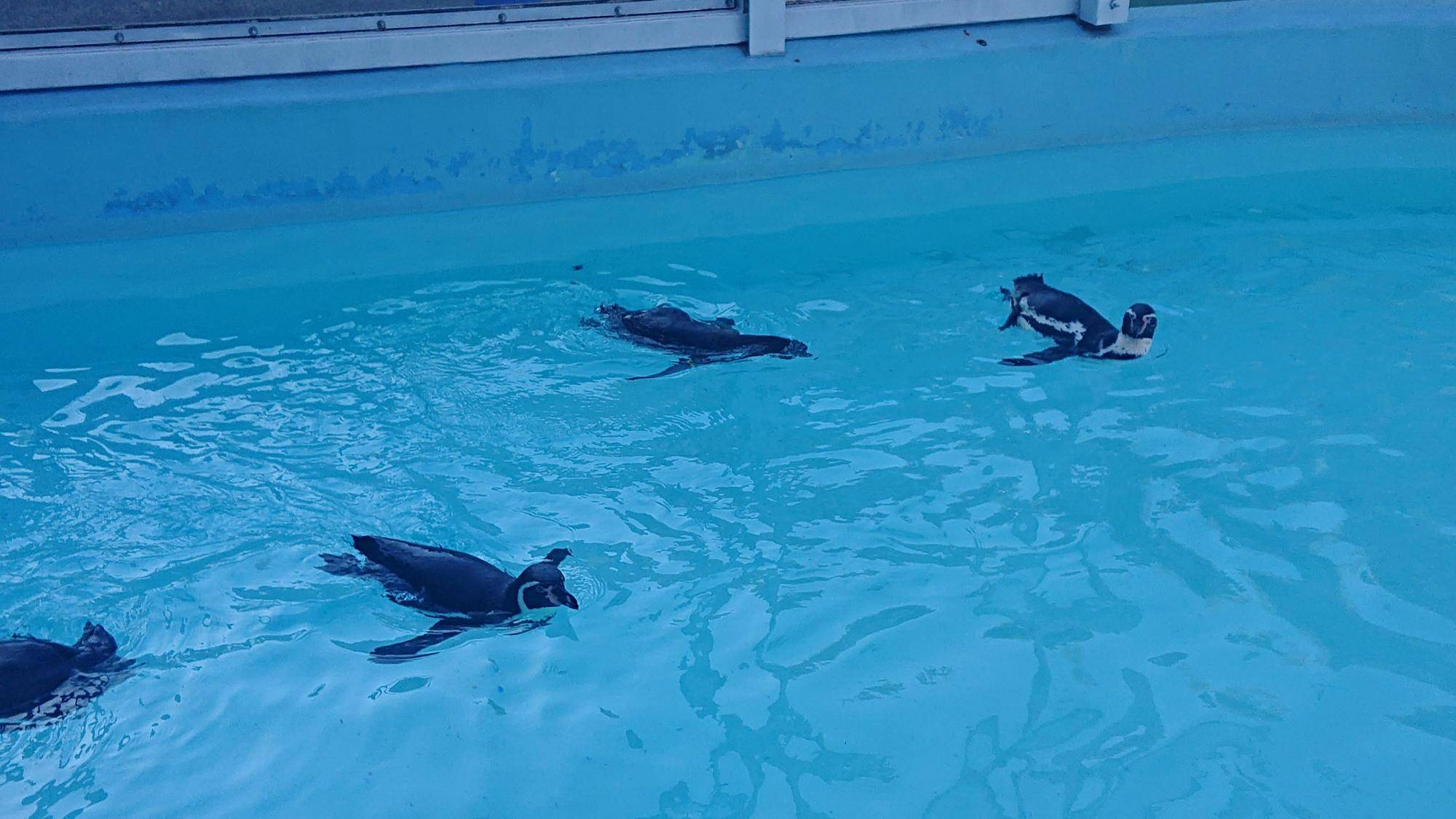 ペンギン紹介 ~アース・カズミ編~の写真