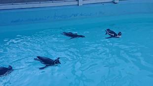 ペンギン紹介 ~アース・カズミ編~