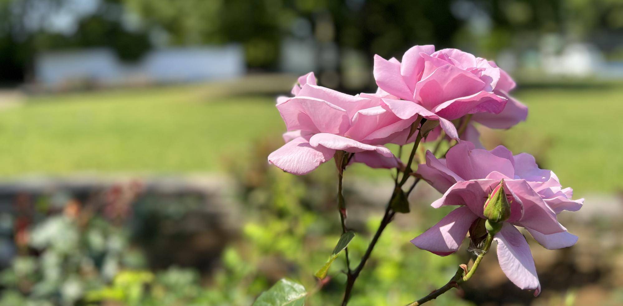 バラ園の最近の開花状況の写真