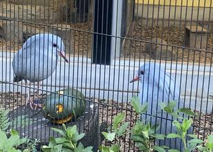 お菓子をくれない鳥には...?