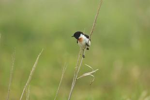 わたりどりの日 ①