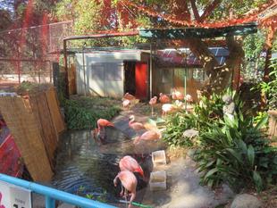 フラミンゴ舎のどこでもドア