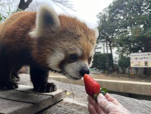 Ichigo doesn't like strawberries.