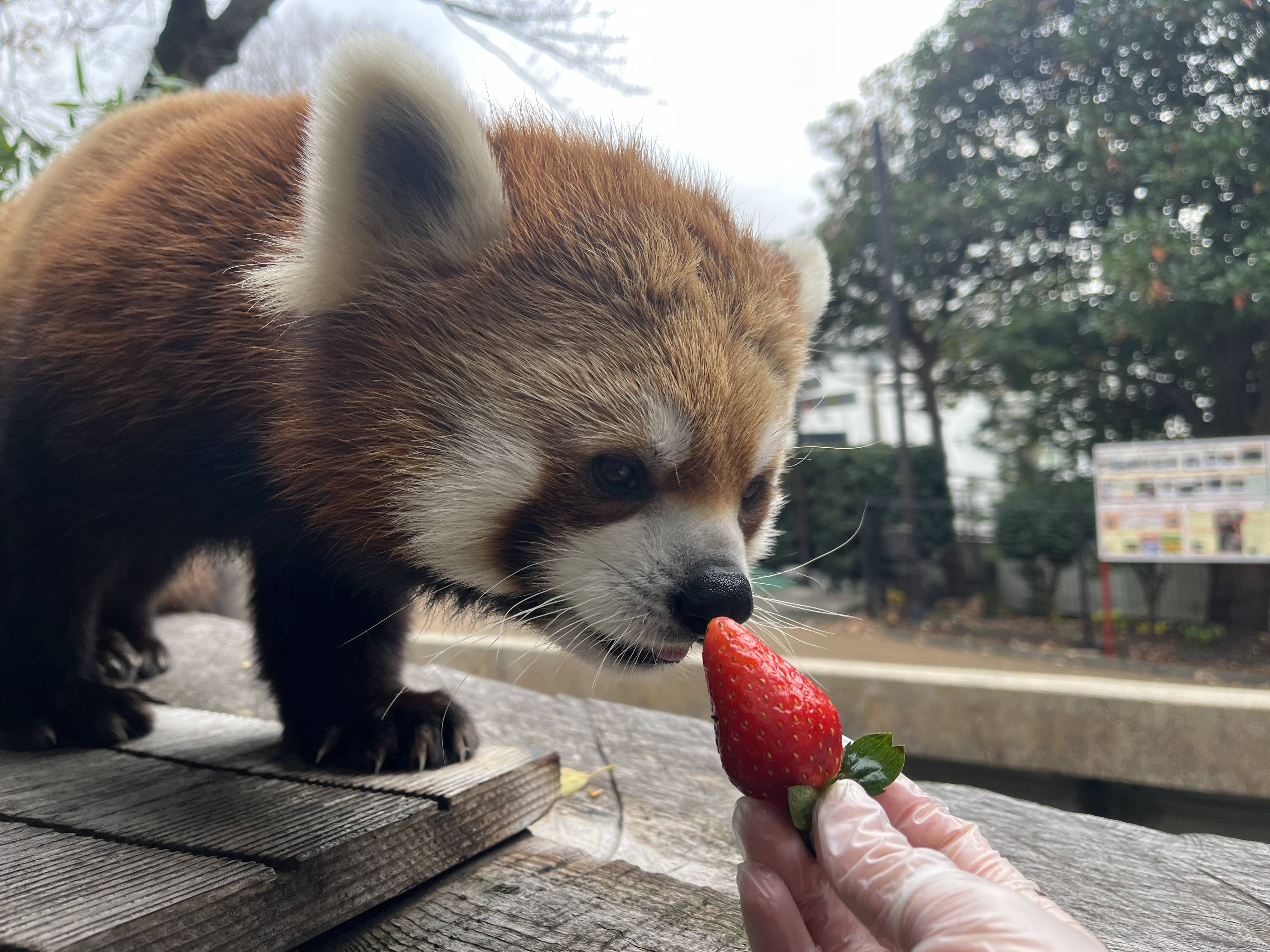 Ichigo doesn't like strawberries.の写真