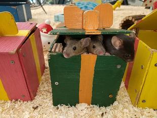 メリークリスマス！