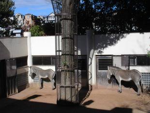 【しましま便り】グレビー一家の近況報告