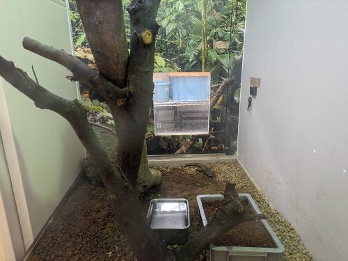 爬虫類館の新しいお友達の写真
