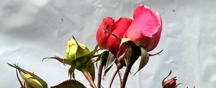 バラの蕾プレゼント🌹の写真
