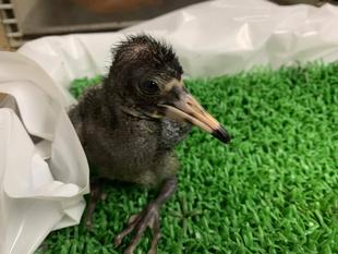 今年生まれたシロトキとその父②