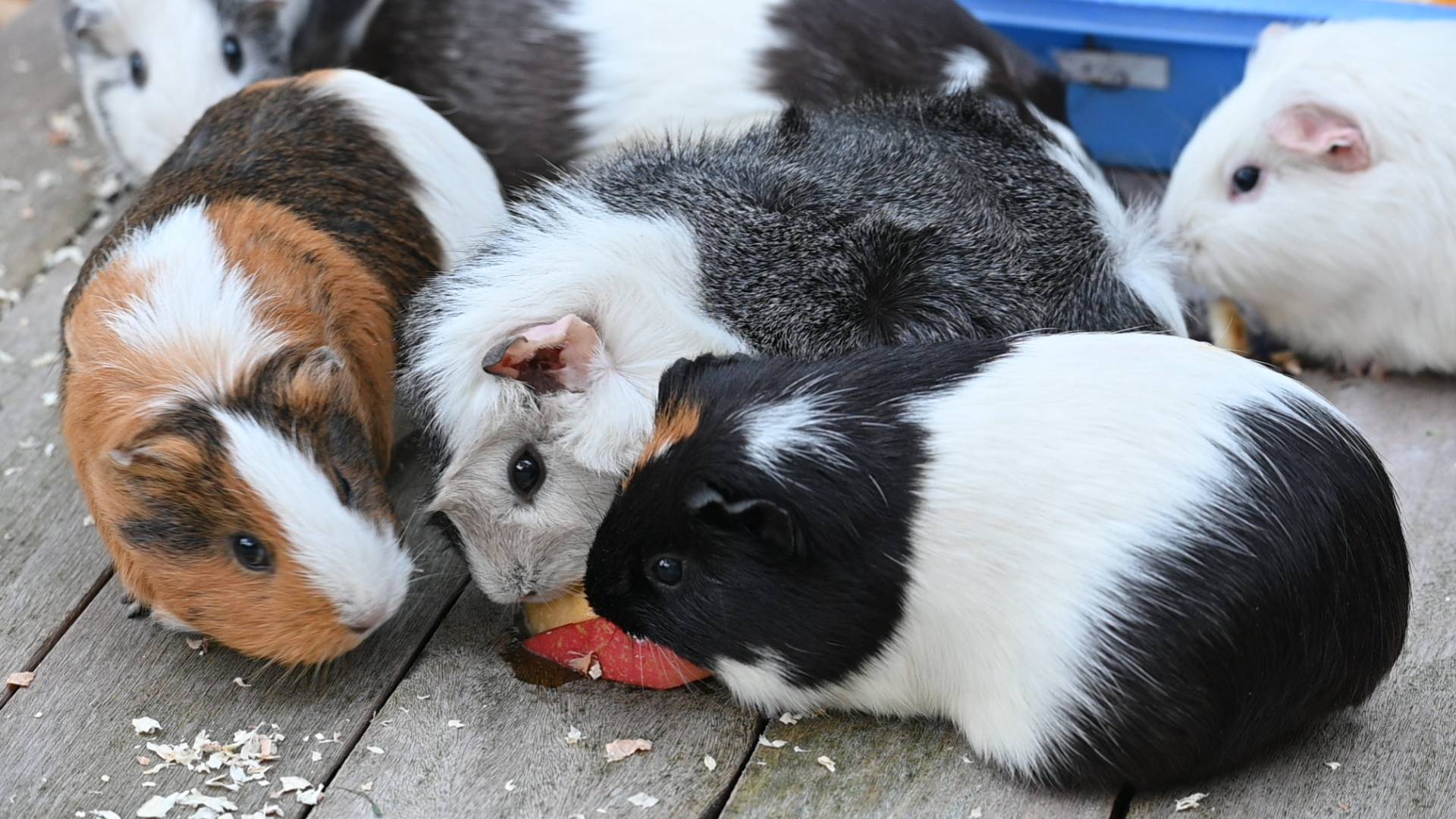 「動物たちのお食事大公開 ~モルモット特別ガイド編~」の写真
