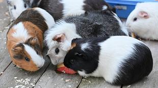 「動物たちのお食事大公開　～モルモット特別ガイド編～」