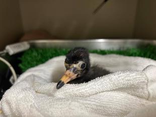 今年生まれたシロトキとその父