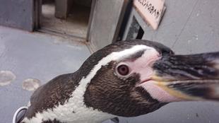 ペンギン紹介 ～アサヒ・ミント編～