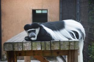 未来を担うナッツ