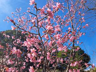 2024年2月24日 オカメザクラが咲いています🌸