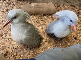 落ち葉が怖い？！