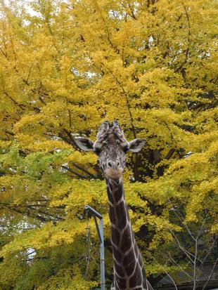 Happy Birthday 12歳　キリンのそら