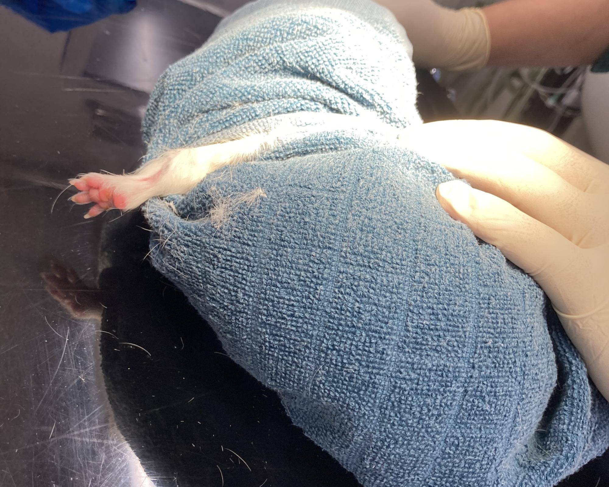 モット採血の写真