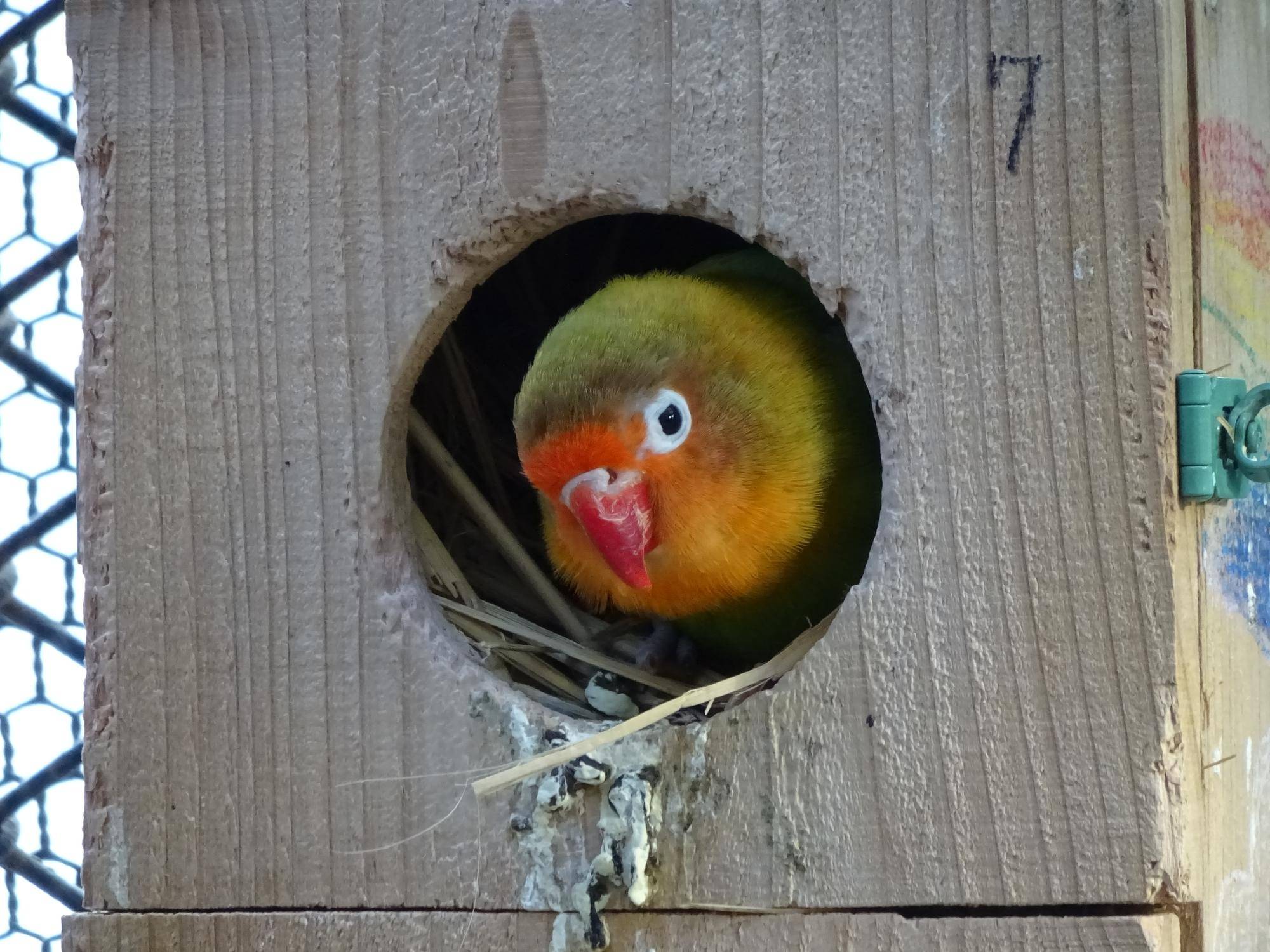 帰ってきた!おもちゃ選手権の写真
