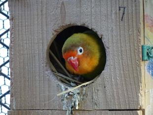 帰ってきた！おもちゃ選手権