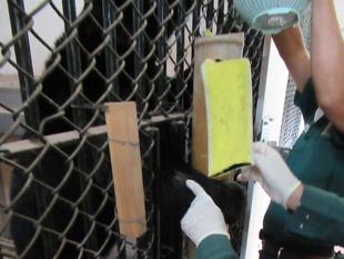 この動物はどこから？　その4