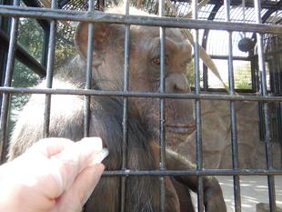 注射トレーニングの進捗状況